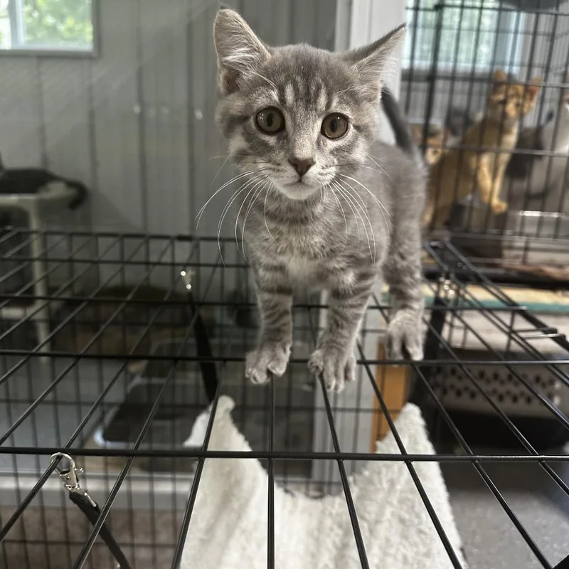 A baby small-sized male Gray / Blue / Silver Domestic Short Hair cat named Jackson Avery for adoption in Grinnell, IA