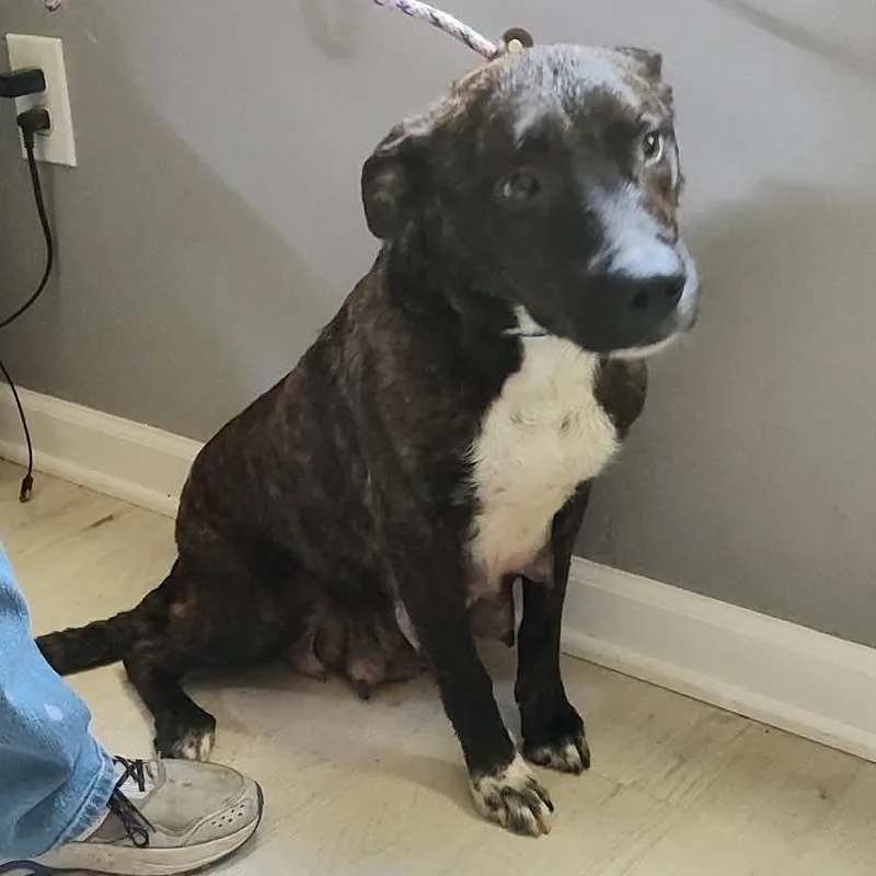 An adult medium-sized female Brindle Mixed Breed dog named Mae for adoption in Fredericksburg, VA