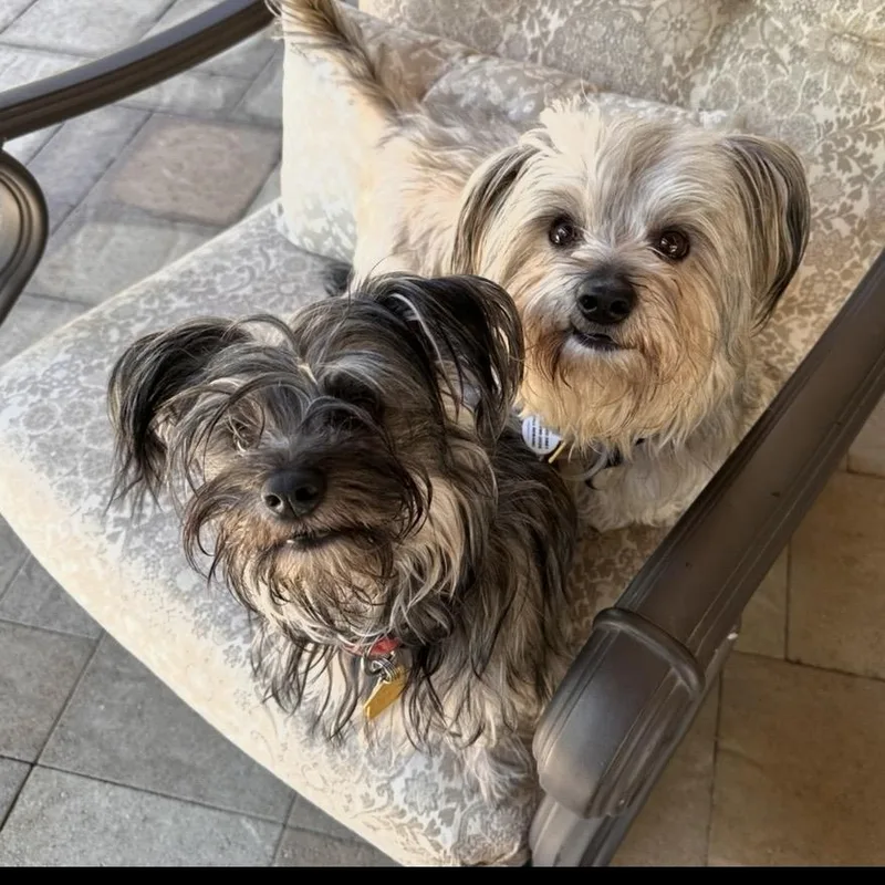 A young small-sized female Havanese dog named Simon and Snookie for adoption in Santa Monica, CA