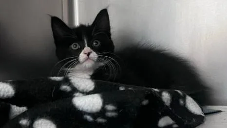A baby small-sized male Domestic Short Hair cat named Meatball for adoption in Palo Alto, CA