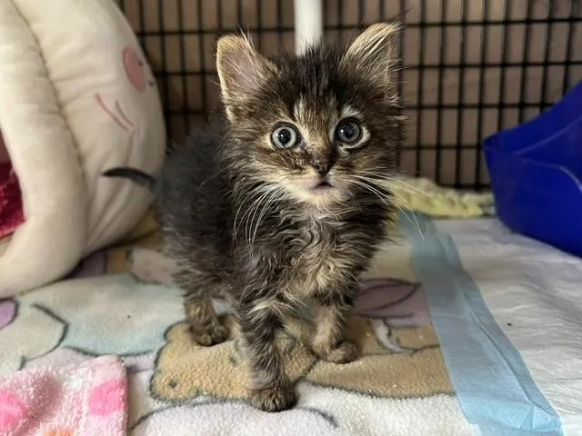 A baby small-sized female Domestic Short Hair cat named Mia for adoption in Santa Maria, CA