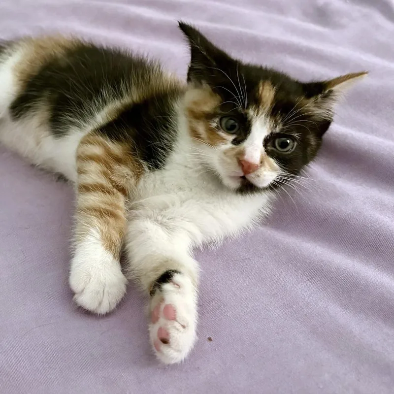 A baby small-sized female White Domestic Short Hair cat named Verizon for adoption in Austin, TX
