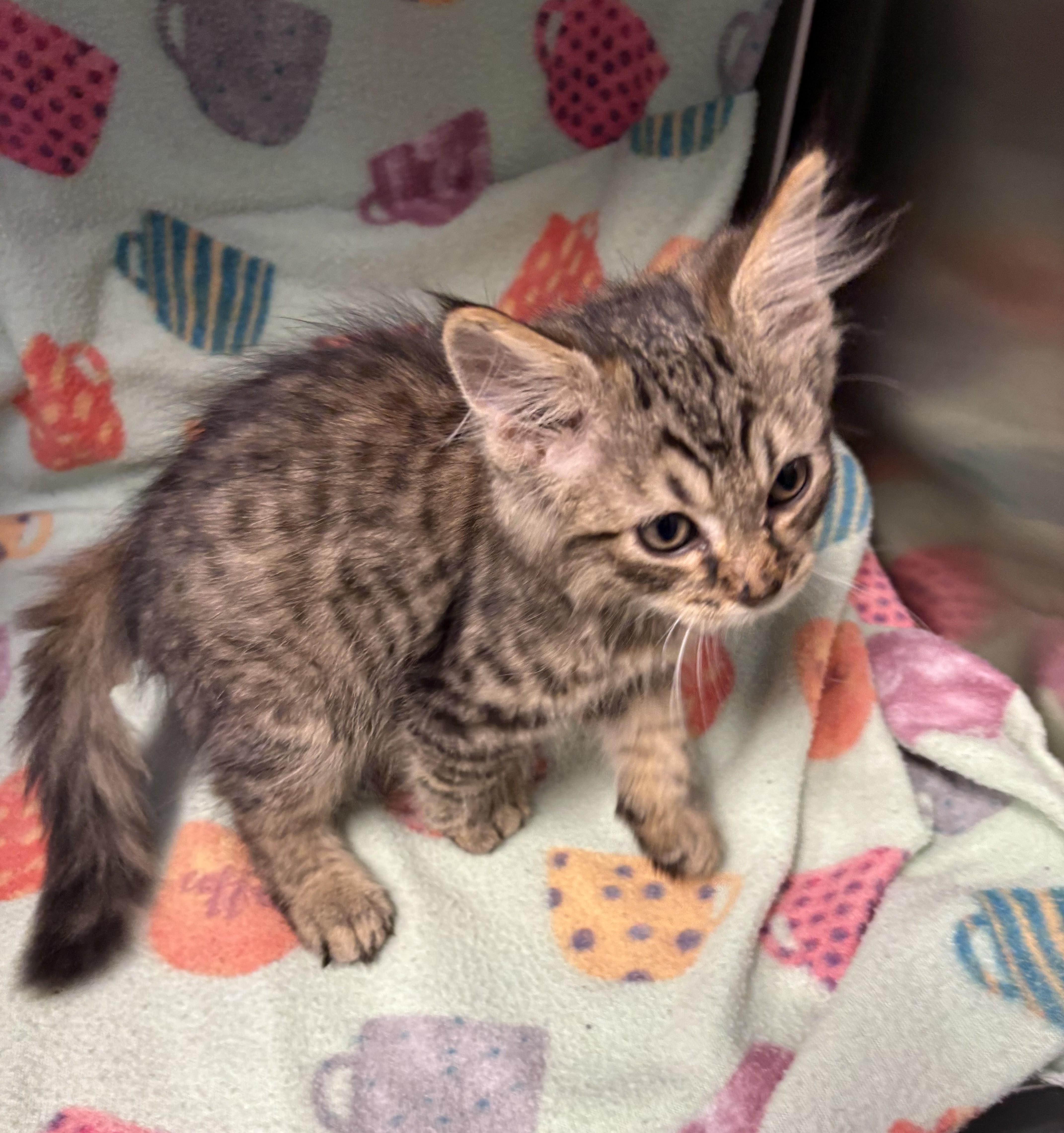 A baby medium-sized male Tabby (Brown / Chocolate) Domestic Short Hair cat named Firefly for adoption in Edinburg, VA