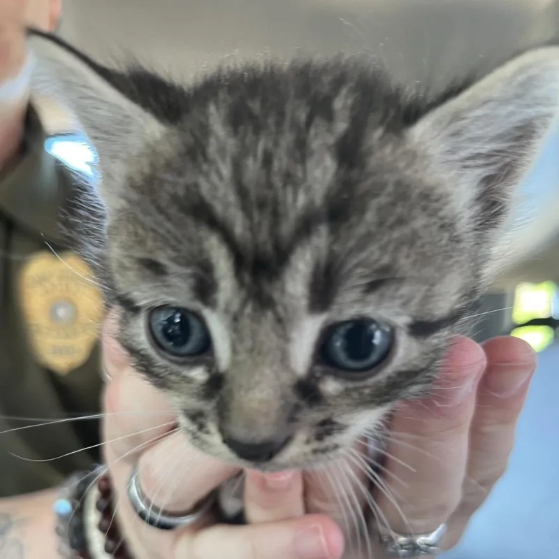 A baby small-sized female Brown / Chocolate Domestic Short Hair cat named Amelie for adoption in Lake Jackson, TX