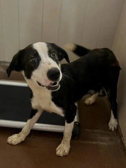 An adult medium-sized male Black Border Collie dog named Thor for adoption in Winfield, KS