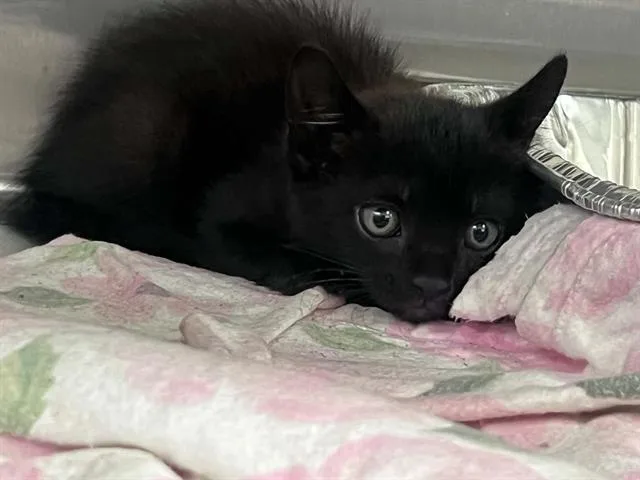 A baby small-sized male Domestic Short Hair cat named Bruno for adoption in Tustin, CA