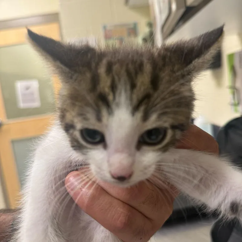 A baby small-sized male Brown / Chocolate Domestic Short Hair cat named Dulce for adoption in Asheville, NC