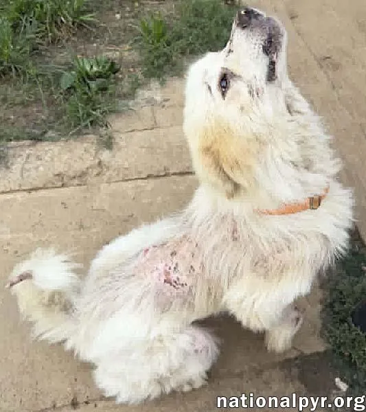 A young medium-sized male White / Cream Great Pyrenees dog named Parker in TN for adoption in Beacon, NY