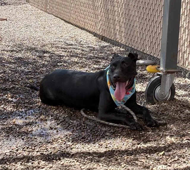 An adult large-sized female Pit Bull Terrier dog named Esmie for adoption in Phoenix, AZ
