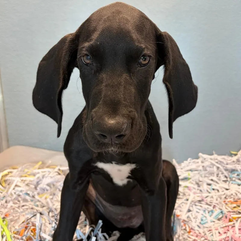 A baby large-sized female Black Great Dane dog named Raven for adoption in Tampa, FL