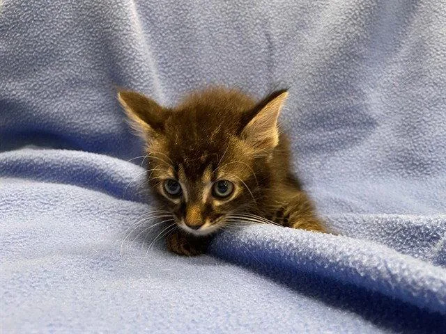 A baby small-sized male Domestic Medium Hair cat named Tuck for adoption in Tavares, FL