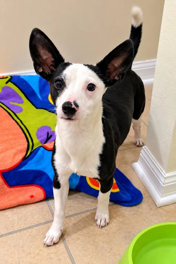 A baby small-sized male Chihuahua dog named Fred for adoption in St. Augustine, FL