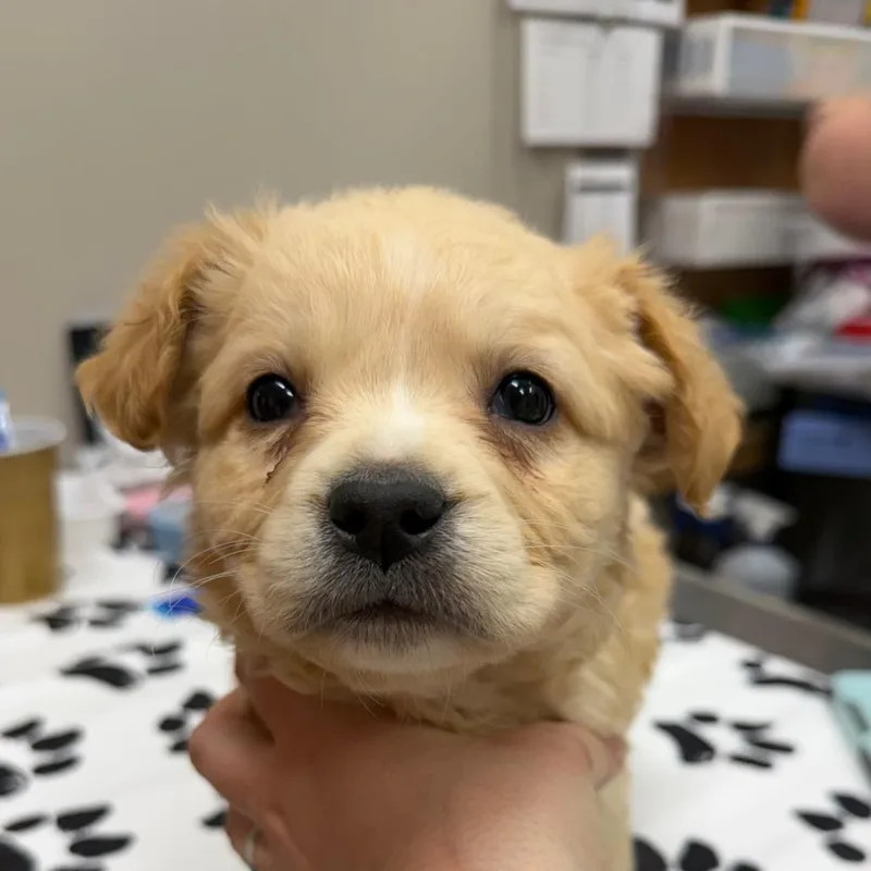 A baby medium-sized female Yellow / Tan / Blond / Fawn Golden Retriever dog named Elixir for adoption in Detroit Lakes, MN