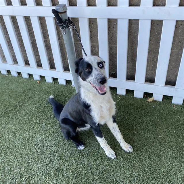 A young medium-sized female Border Collie dog named Ashanti for adoption in Modesto, CA
