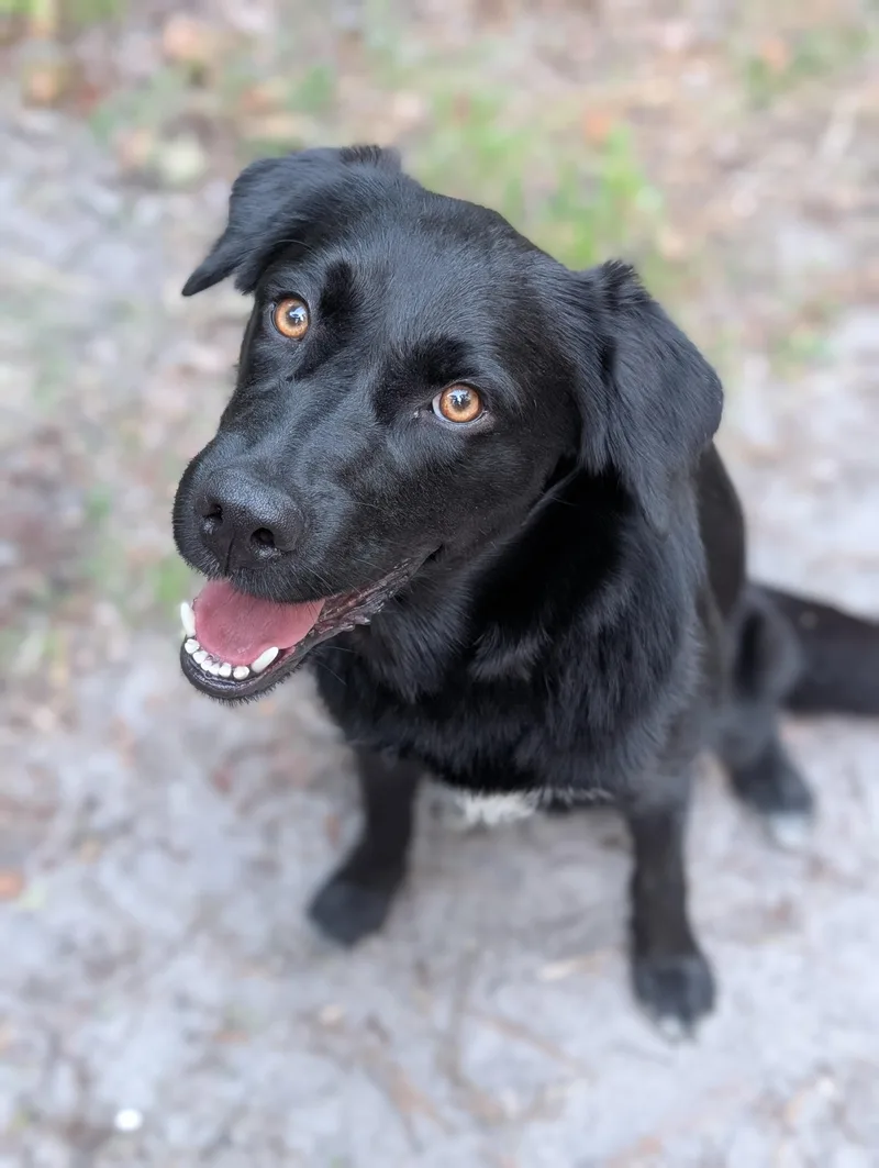 Finley