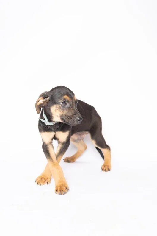 A baby large-sized male Bicolor German Shepherd Dog dog named Axel for adoption in Clinton, WI