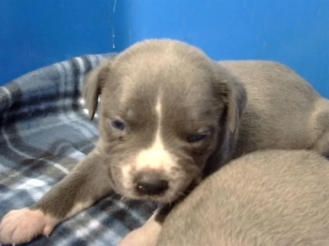 A baby medium-sized female Mixed Breed dog named Dove for adoption in Dallas, TX
