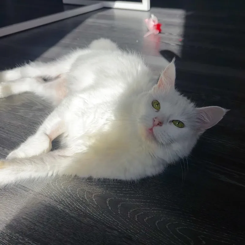 A senior medium-sized female Domestic Medium Hair cat named Meringue for adoption in Gainesville, FL