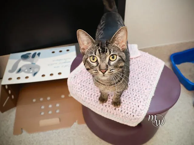 A young medium-sized male Domestic Short Hair cat named Todd Pearlman for adoption in Omaha, NE