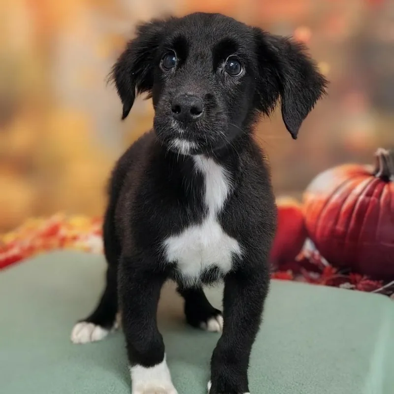 A baby medium-sized male Black Retriever dog named Isaak for adoption in Griswold, CT