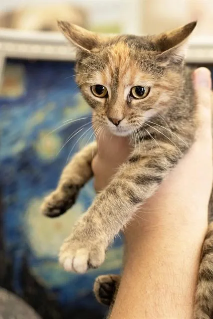 A baby small-sized female Domestic Short Hair cat named Cinnamon for adoption in Belleville, IL