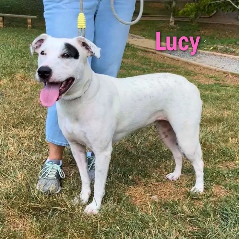 An adult large-sized female White / Cream Hound dog named Lucy for adoption in Oak Ridge, TN