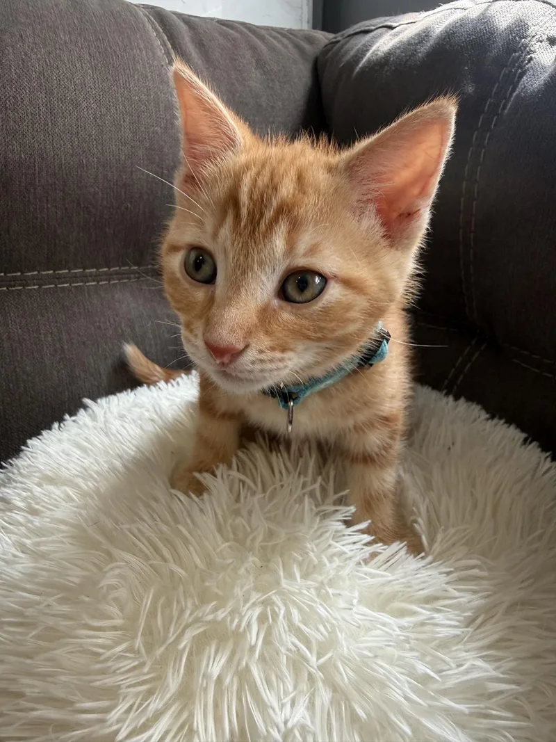 A baby medium-sized male Orange & White Domestic Short Hair cat named Lenny for adoption in Murfreesboro, TN