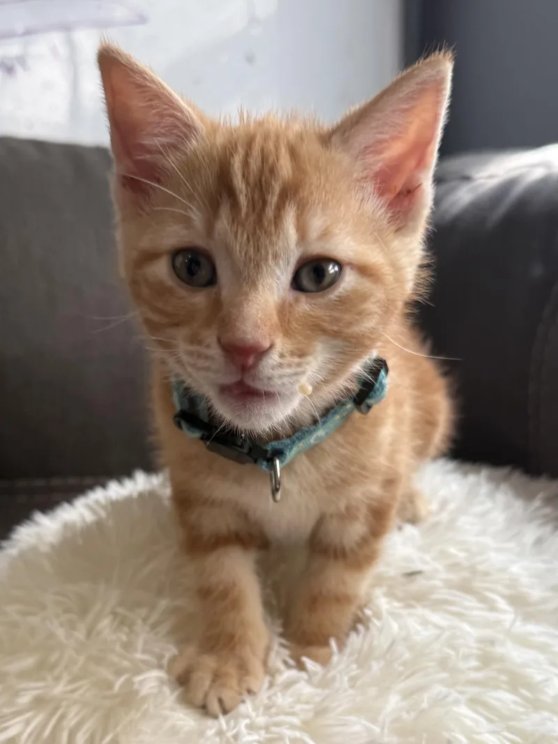 Lenny thumbnail 3