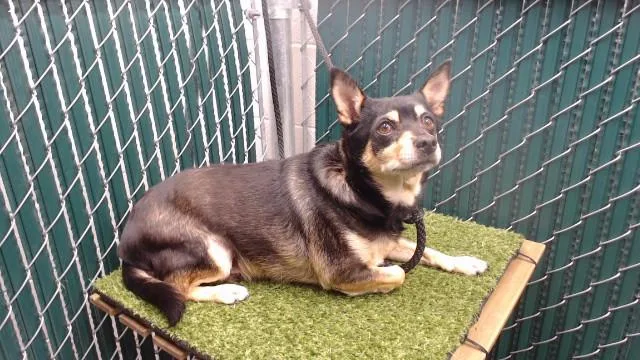 An adult medium-sized male Chihuahua dog named Alfredo for adoption in Downey, CA