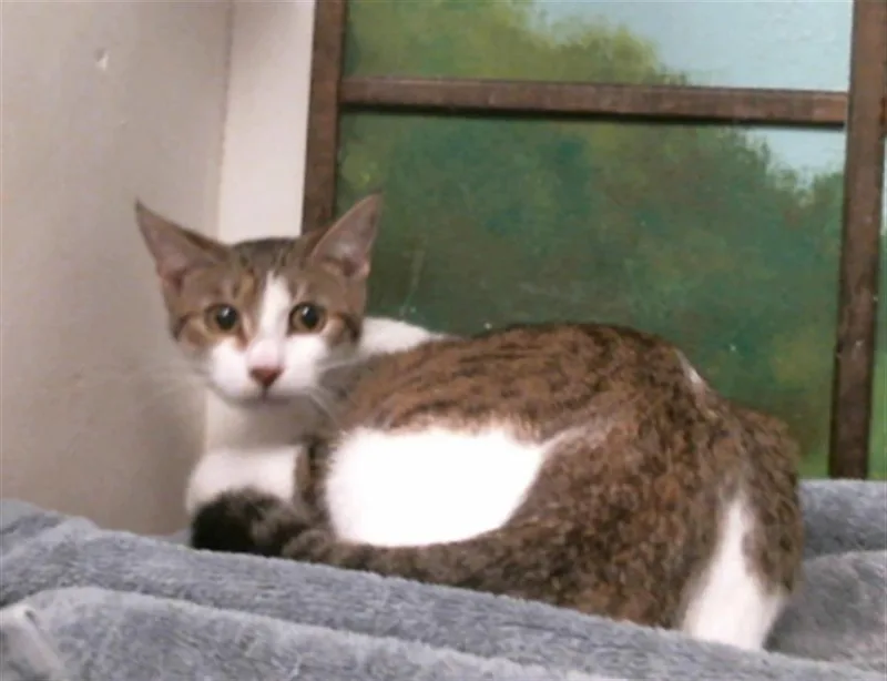 A young medium-sized female Domestic Short Hair cat named Basil for adoption in Houston, TX