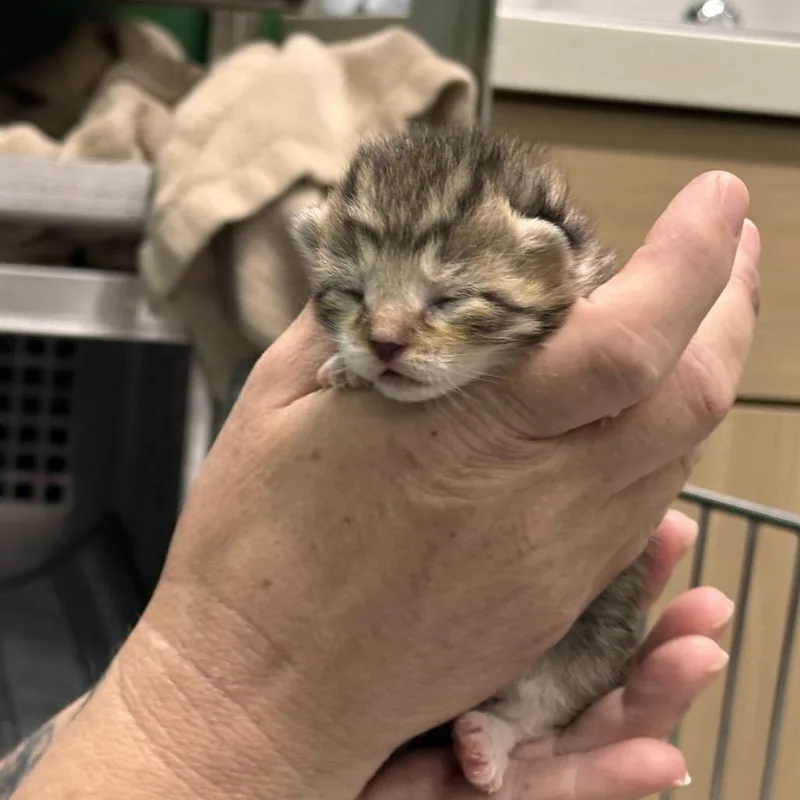 A baby small-sized female Brown / Chocolate Domestic Short Hair cat named Rose for adoption in Mount Vernon, IN