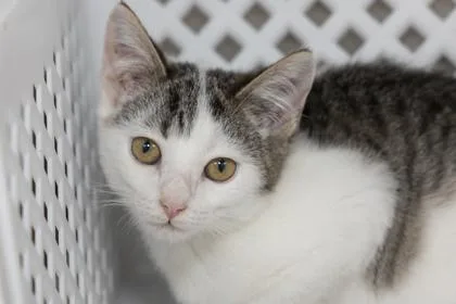 A young small-sized female Domestic Short Hair cat named B Carly for adoption in North Charleston, SC