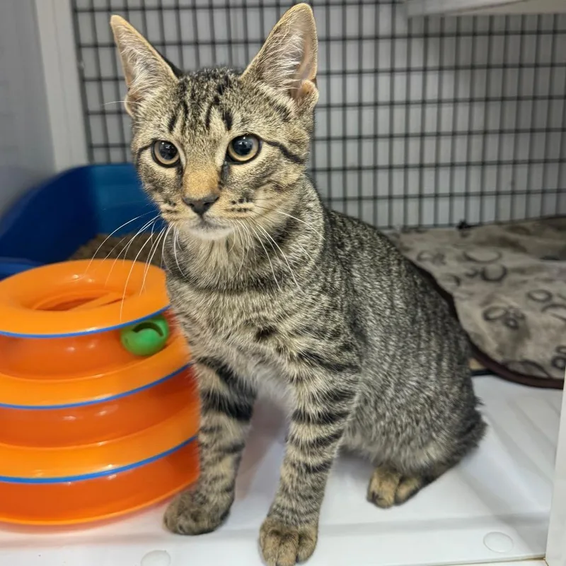 A baby medium-sized male Domestic Short Hair cat named Xavier for adoption in Ewing, NJ