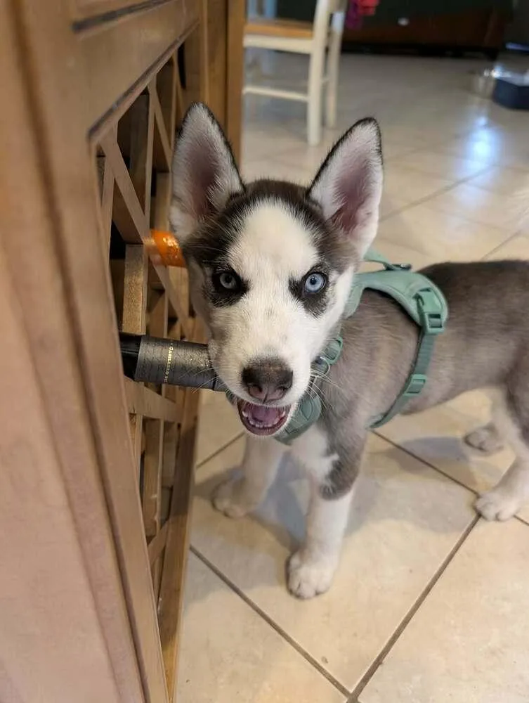 Echo