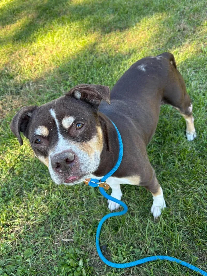 An adult large-sized female American Staffordshire Terrier dog named Xena for adoption in Front Royal, VA