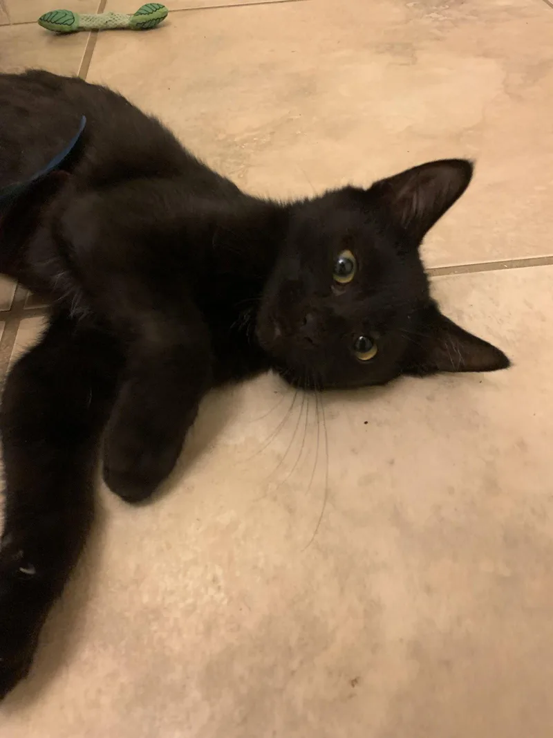 A baby medium-sized female Black Domestic Short Hair cat named Marion for adoption in Wesley Chapel, FL