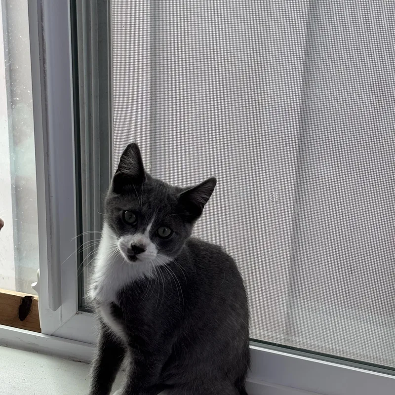 A baby medium-sized male Gray & White Domestic Short Hair cat named Gandolf for adoption in Fresno, CA