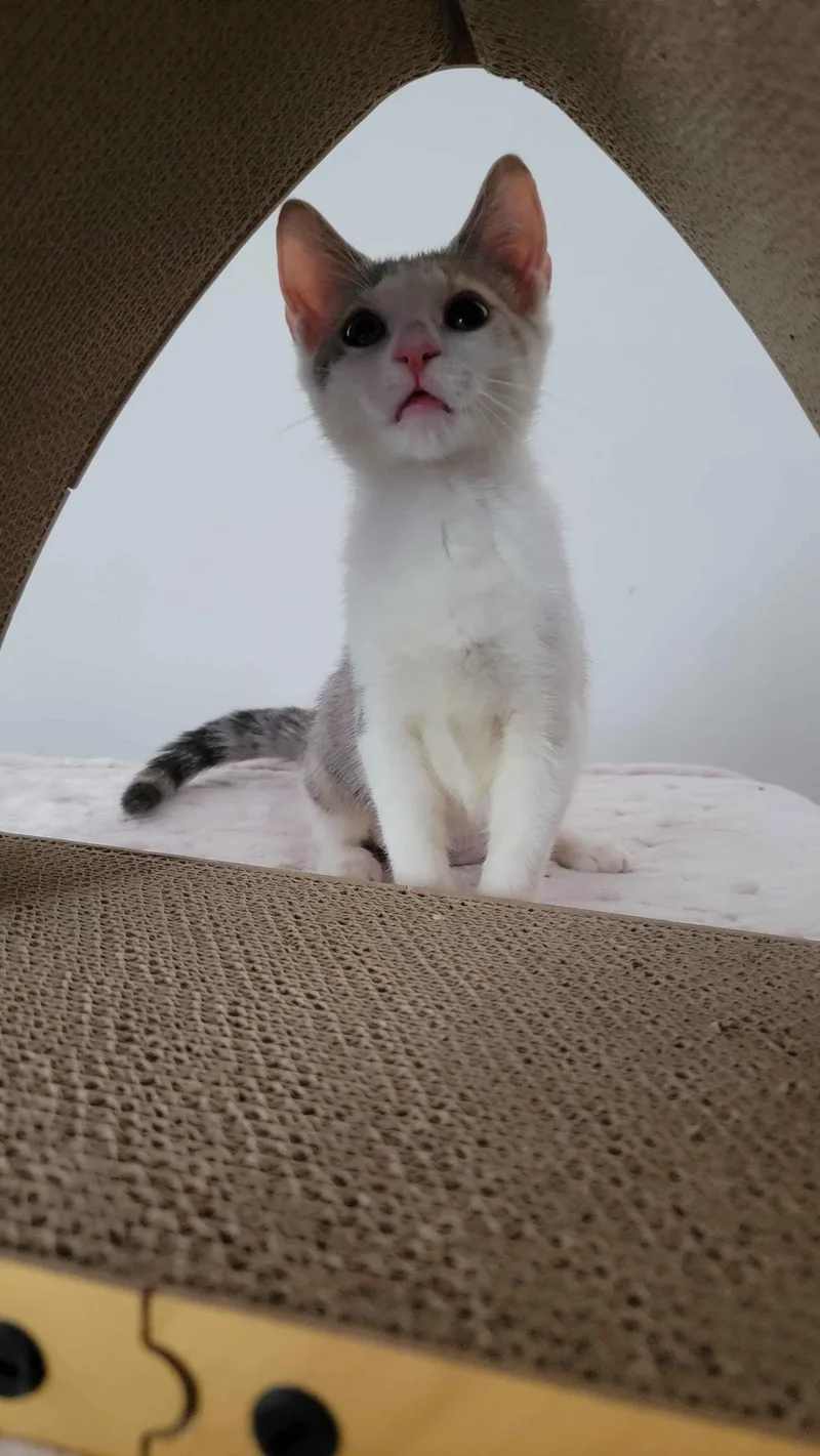 A baby small-sized female Dilute Calico American Shorthair cat named Linen for adoption in Florham Park, NJ