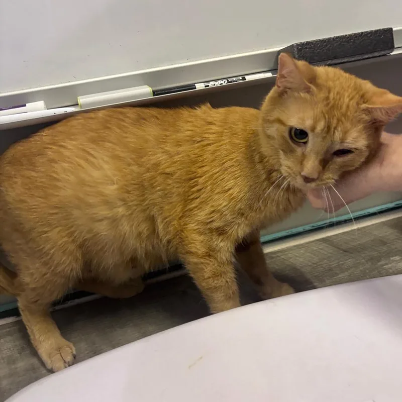 A young medium-sized female Orange / Red Domestic Short Hair cat named Sarabi for adoption in Mocksville, NC