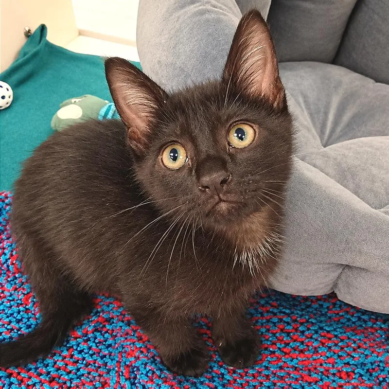 A baby small-sized male Black Domestic Short Hair cat named Cocacola for adoption in West Palm Beach, FL