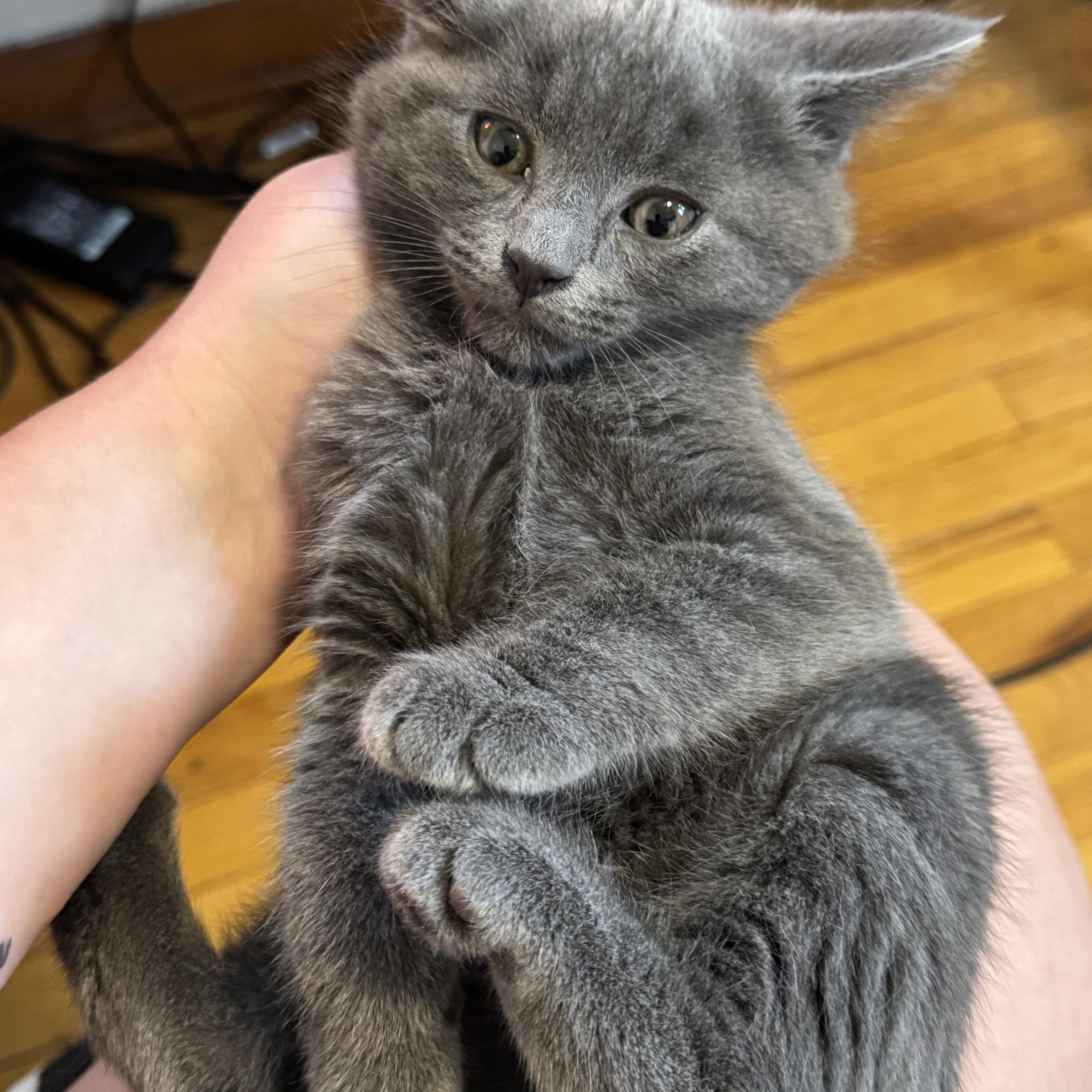 A baby small-sized male Gray / Blue / Silver Domestic Short Hair cat named Joey for adoption in Pittsburgh, PA