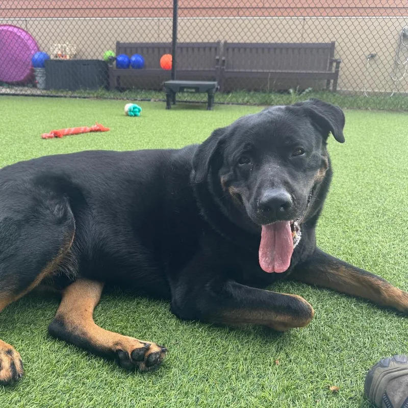 An adult extra large-sized male Black Mixed Breed dog named Diesel for adoption in Waukesha, WI
