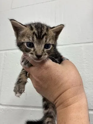 A baby small-sized male Domestic Short Hair cat named Dr. Pepper for adoption in Gainesville, FL