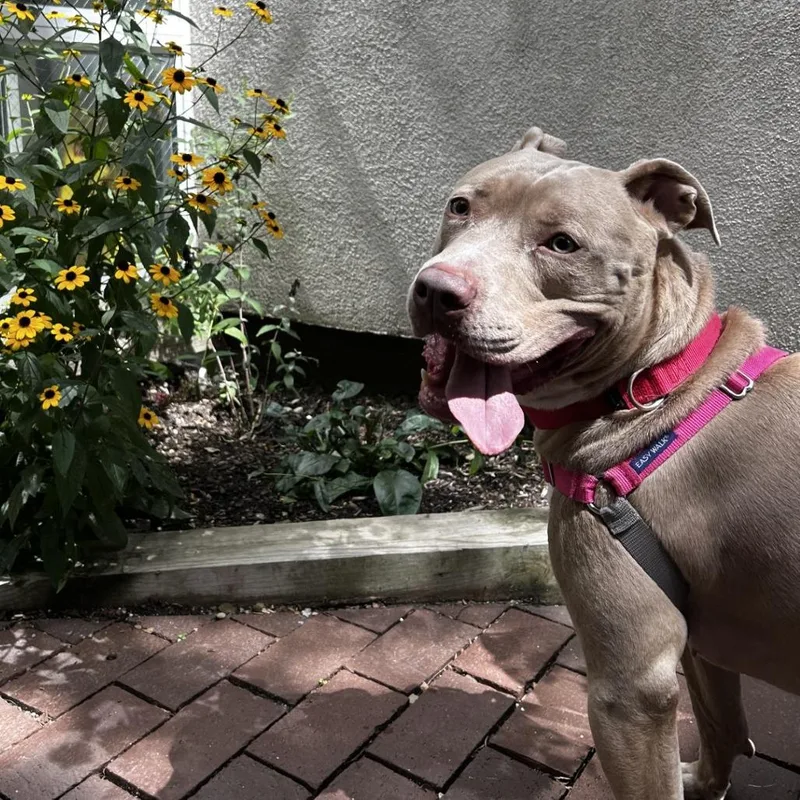 An adult large-sized male Yellow / Tan / Blond / Fawn Mixed Breed dog named Rex for adoption in Pittsburgh, PA