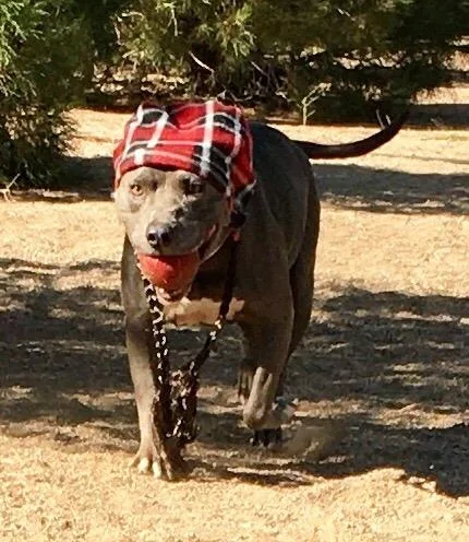 Cordelia thumbnail 2