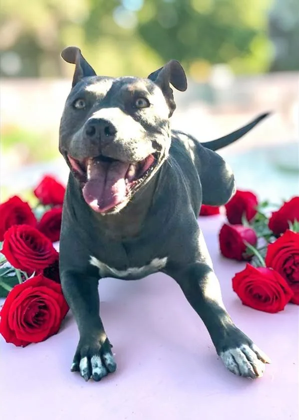 Cordelia thumbnail 3