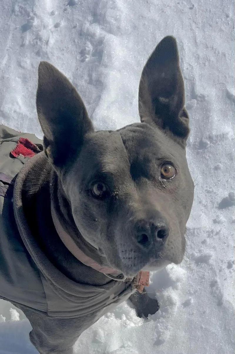 Cordelia thumbnail 4