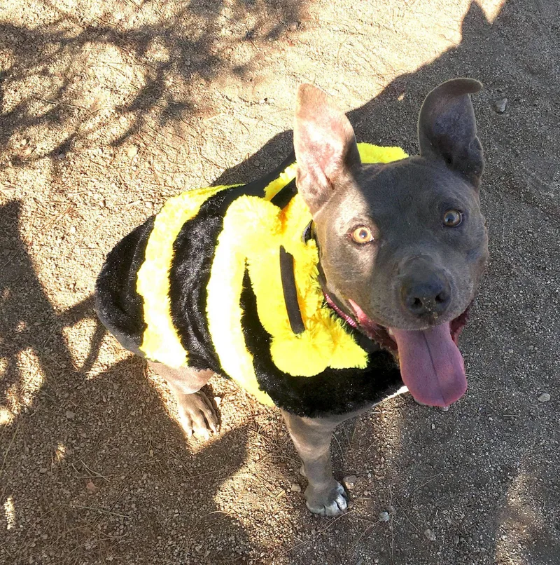 Cordelia thumbnail 5