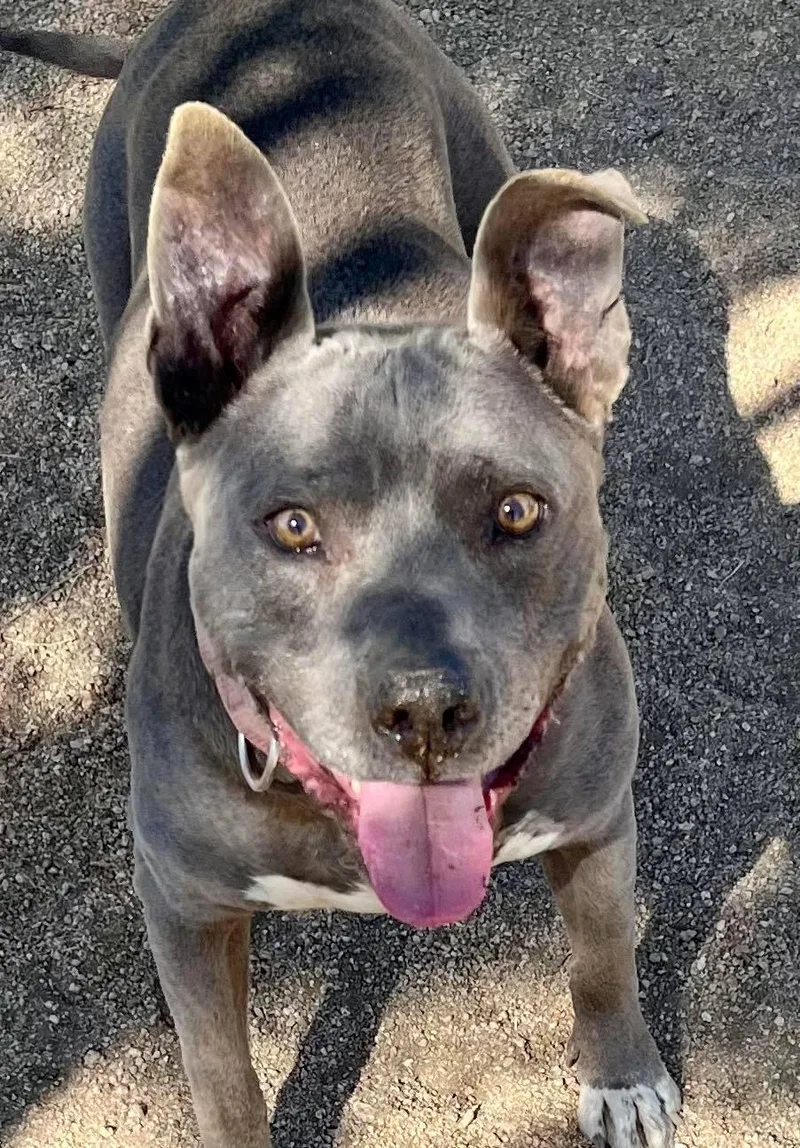 Cordelia thumbnail 6