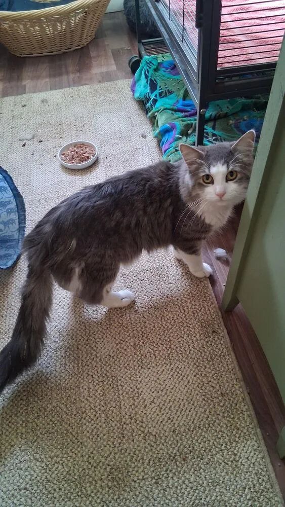 A young medium-sized male Domestic Medium Hair cat named Ansel for adoption in Ferndale, MI